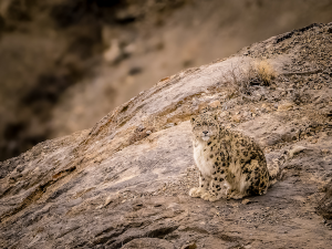 Lolkema Adventures snow leopard