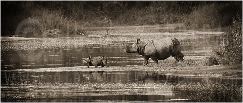 Lolkema Adventures Rhino Baby Bardia National Park Alberto Carrera