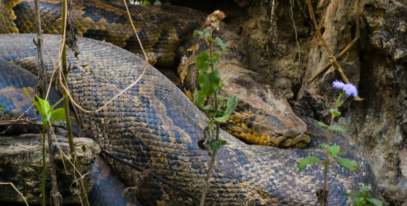 Lolkema Adventures Python Bardia Nepal