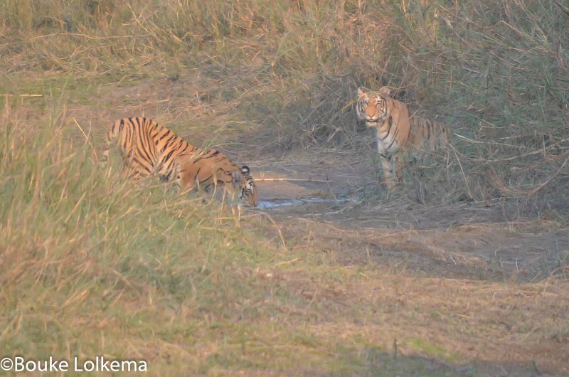 Lolkema Adventures Two Tigers Bardia National Park Nepal