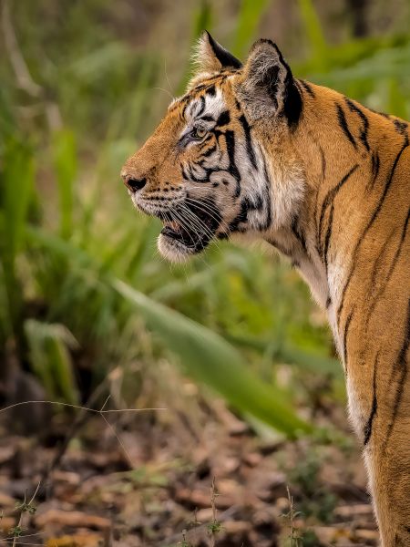 Lolkema Adventures Bengal Tiger
