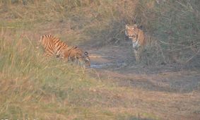 A story about tigers…..