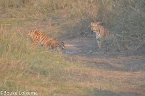 A story about tigers…..