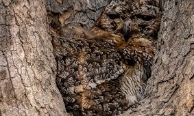 Indian wood owl