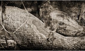 Python (Photographed by Alberto Carrera)